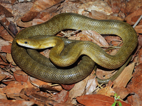 Green Rat Snake