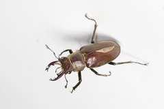 Lucanus kurosawai