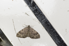 Triphosa rantaizanensis