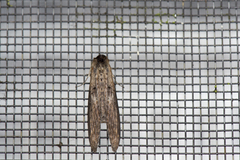 Lophoptera longipennis