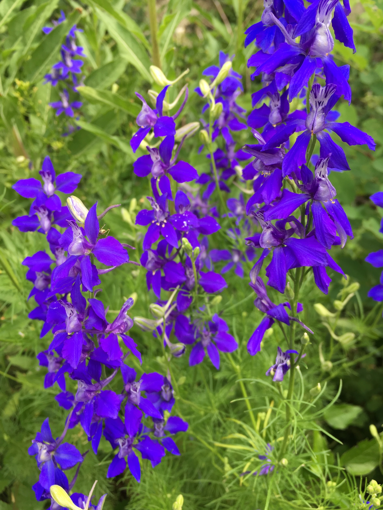 doubtful knight's-spur (Delphinium ajacis) · iNaturalist