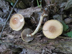 Agrocybe acericola
