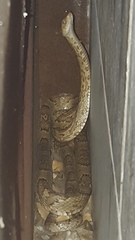 Trimorphodon paucimaculatus