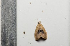 Crocidolomia suffusalis