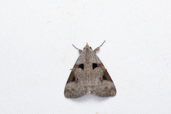 Avatha discolor
