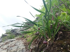 Allium strictum
