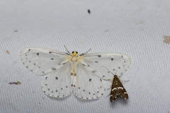 Naxa textilis