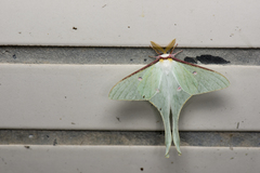 Actias neidhoeferi