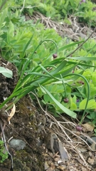 Allium strictum