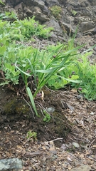 Allium strictum