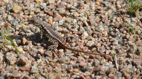Tropidurus torquatus