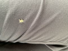 Phintelloides versicolor