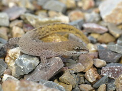 Mahgreb Gecko photo 2