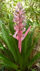 Aechmea marauensis
