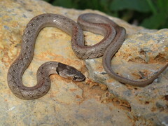 Abubaker's Hooded Snake photo 1