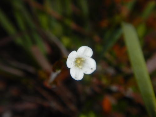 Mitrasacme pilosa (Mitrasacme pilosa)