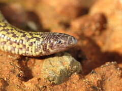 Checkerboard Worm Lizard photo 5