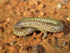 Checkerboard Worm Lizard photo 3