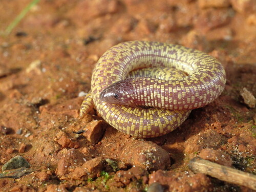 Checkerboard Worm Lizard, Trogonophis wiegmanni