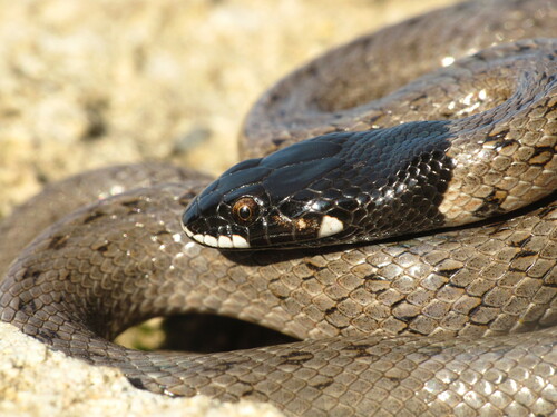 Abubaker's Hooded Snake, Macroprotodon abubakeri