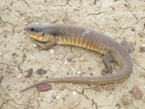 Algerian Skink, Eumeces algeriensis