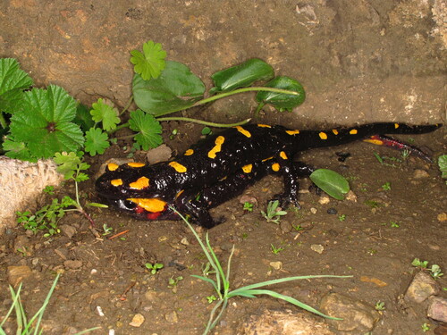 Algerian Salamander, Salamandra algira