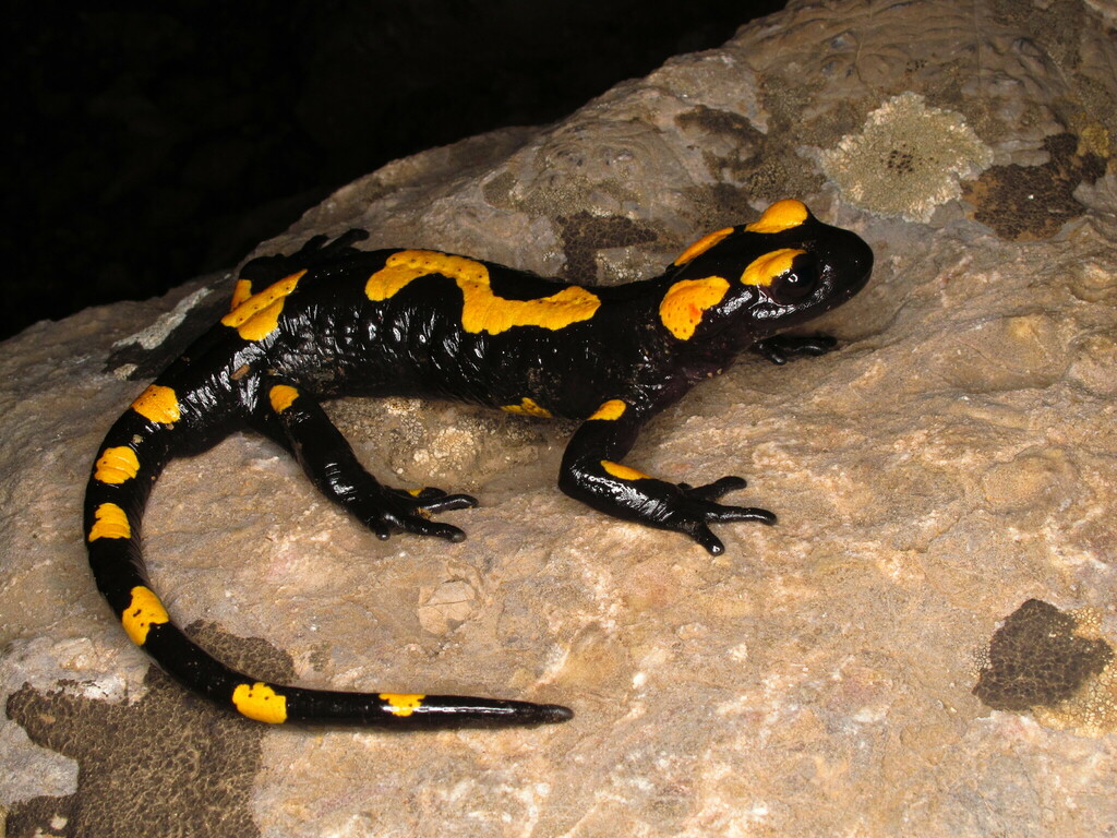 North African Fire Salamander