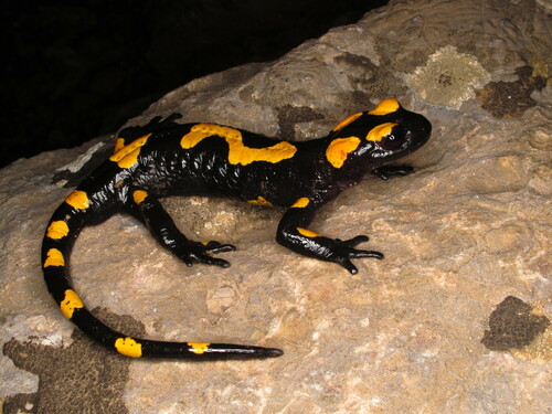 North African Fire Salamander
