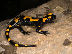 North African Fire Salamander photo 1