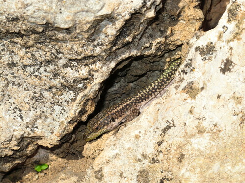 Menorca Wall Lizard, Scelarcis perspicillata