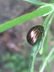 Chrysolina americana