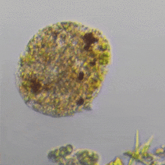 Amoebozoa