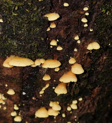 Crepidotus stromaticus