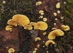 Crepidotus stromaticus