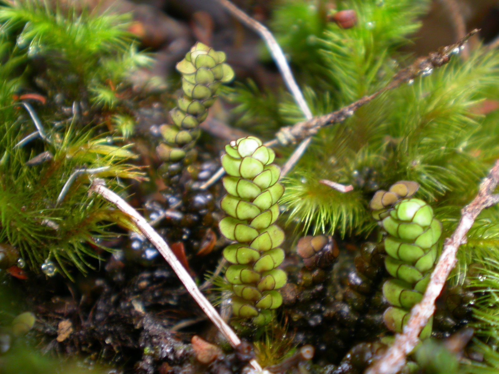 Scapania lepida