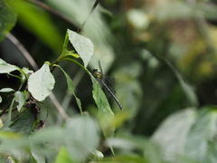 Leptogomphus sauteri formosanus