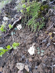 Corydalis magadanica