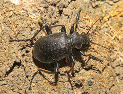 Calosoma