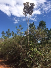 Didymopanax macrocarpus