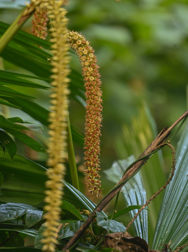 Fan palm (Licuala peltata)