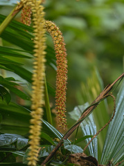 Licuala peltata, photograph (c) Rejoice Gassah, some rights reserved (CC BY)