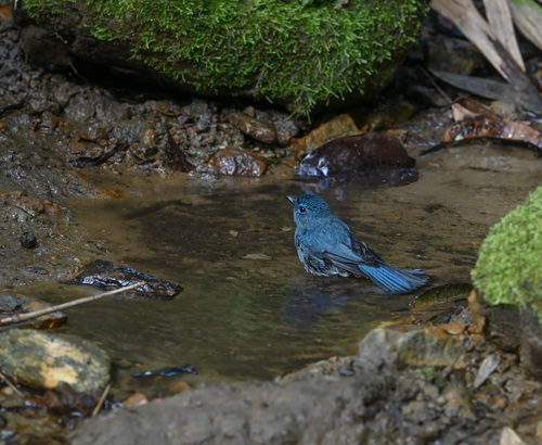 Pale Blue Flycatcher (Cyornis unicolor), photo 10