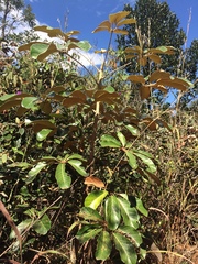 Didymopanax macrocarpus