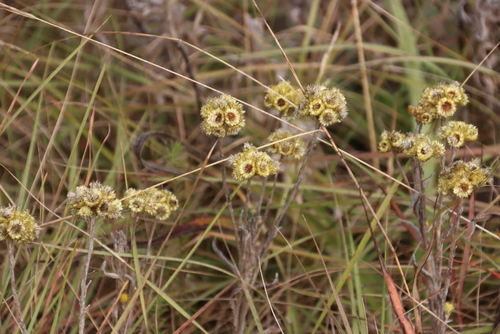 Image of Helichrysum auriceps by (c) Tony Rebelo, some rights reserved (CC BY-SA)