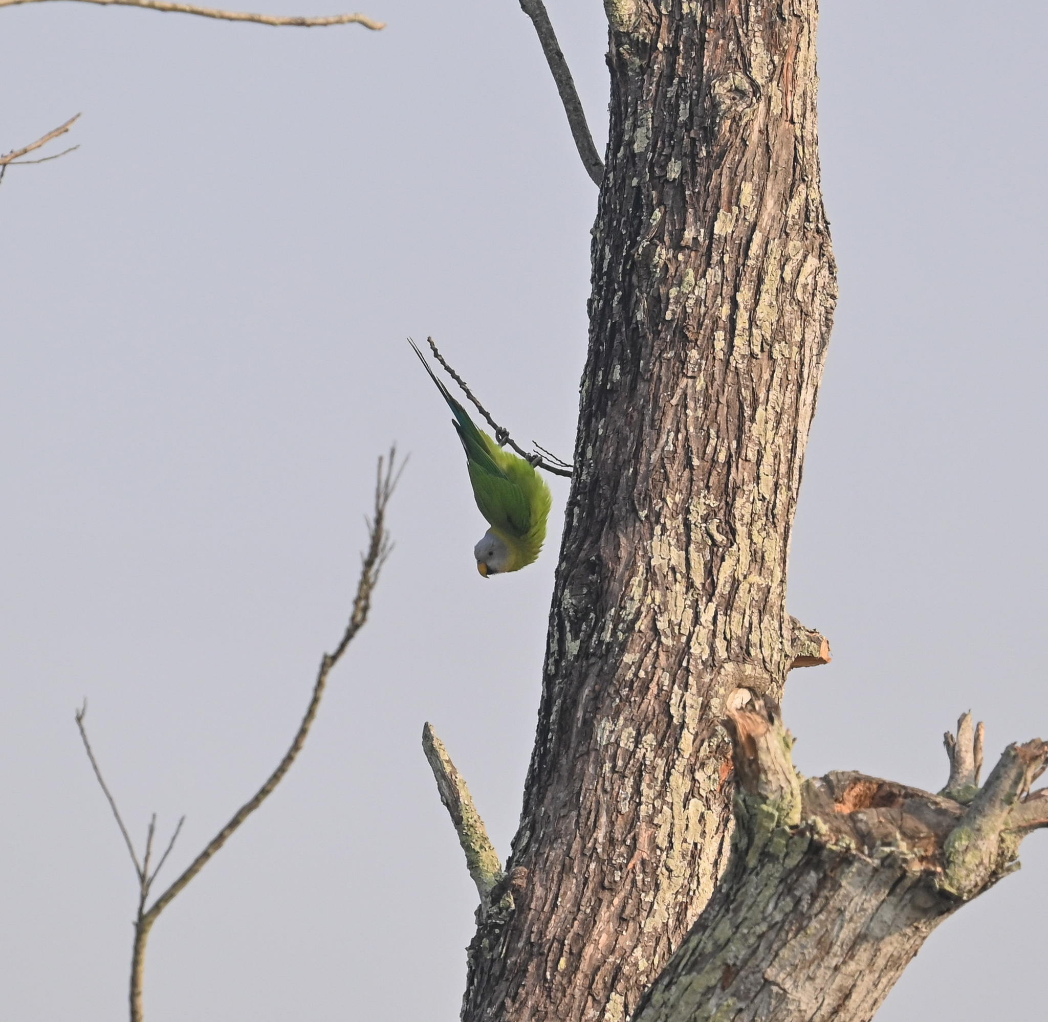 Blossom-headed Parakeet (Psittacula roseata), photo 6