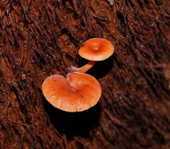Lactarius eucalypti