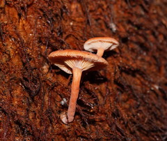 Lactarius eucalypti