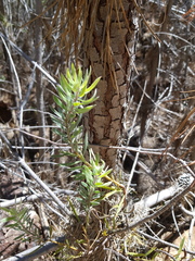 Alatosperma