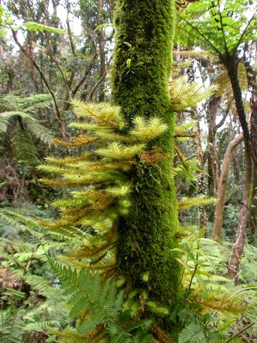 Mossy Spiridens (Spiridens reinwardtii)