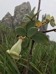 Paliavana sericiflora